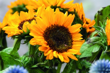 Logo trade promotional products picture of: Sunflower seeds in envelope