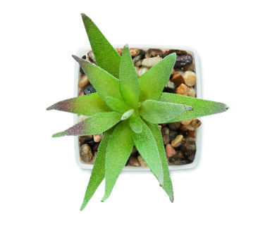 Logotrade liikelahja mainoslahja kuva: Mini-tekokasvi